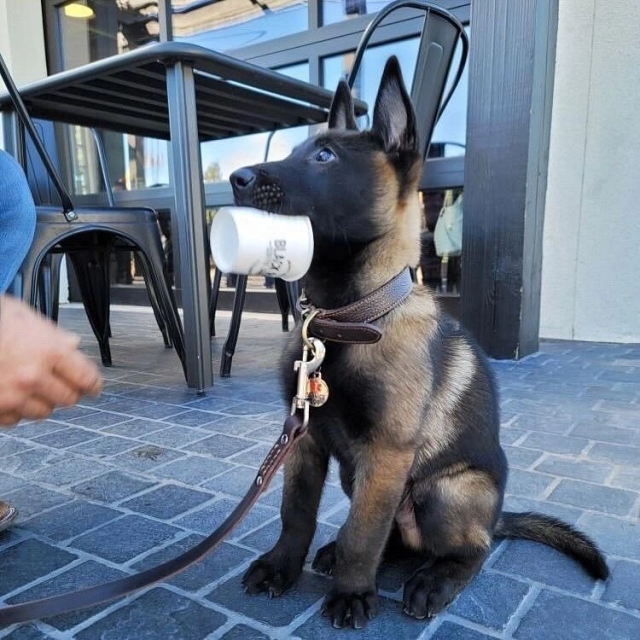 It’s okay, little buddy. We all have pup cup malfunctions sometimes.