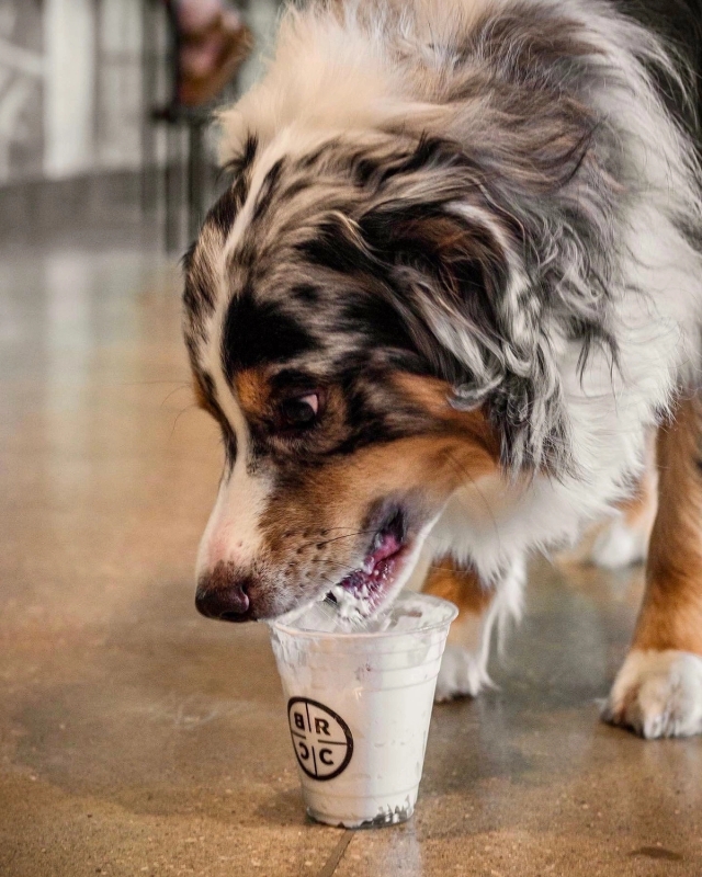 We heard a pup cup a day keeps the zoomies away. Swing by the Outpost to treat your fur baby.

#blac on Instagram